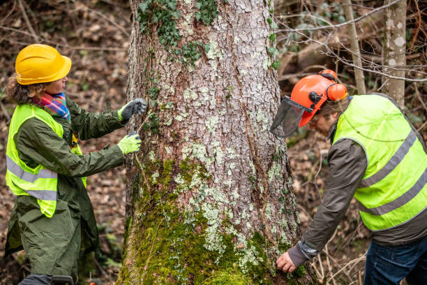 Fruit Heights, UT Tree Care Company