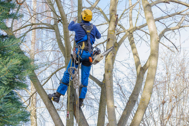 How Our Tree Care Process Works  in  Fruit Heights, UT